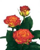 Bibi! rose plant